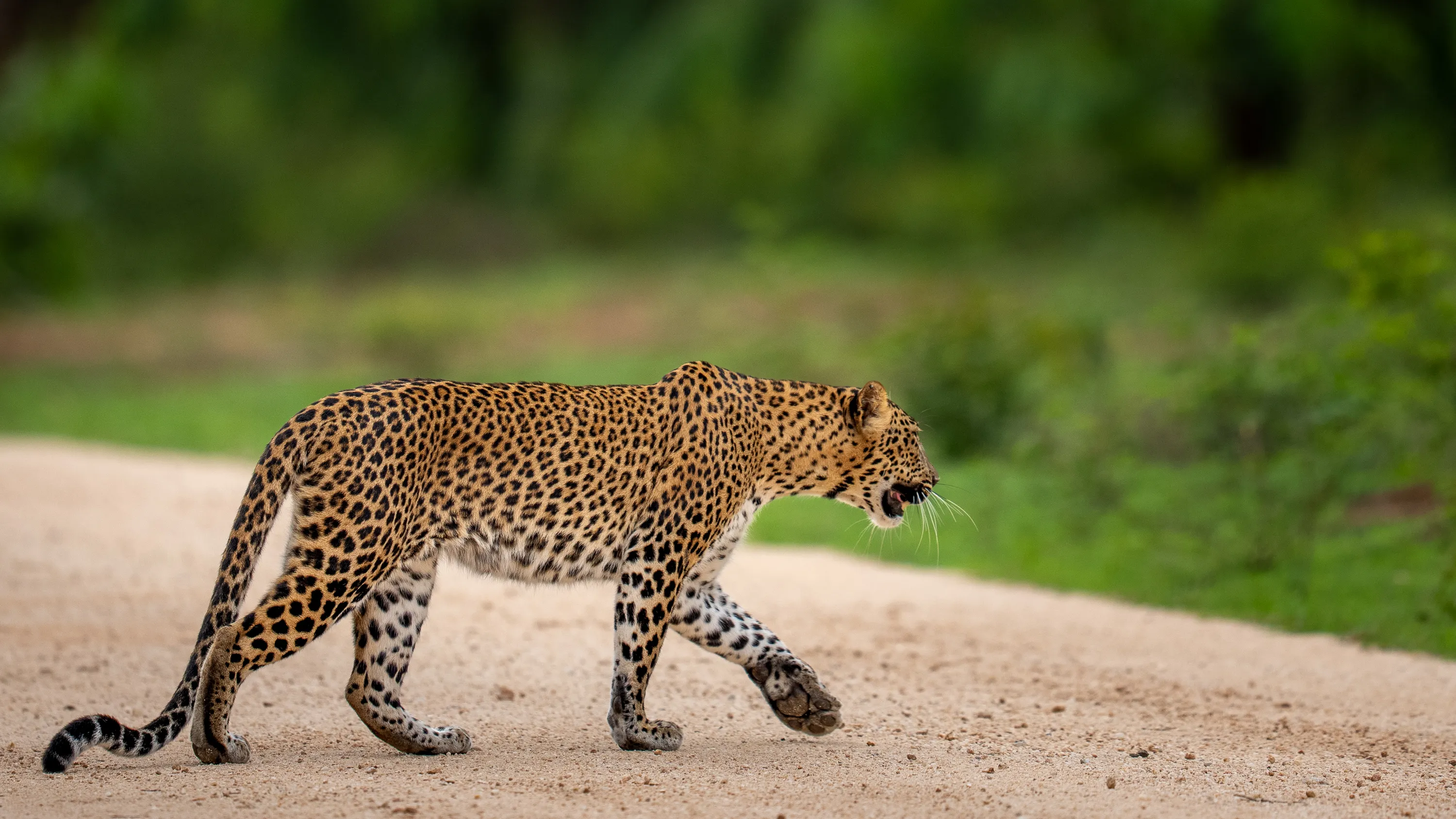 Sri Lanka Leopard Intensive gallery image 6